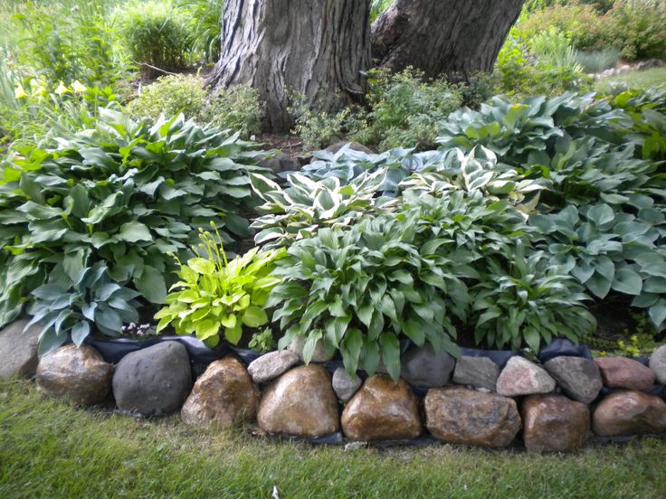 hosta color around a big tree go out 5 ft from the base landscaping - Flower Garden Ideas Around Tree hosta color around a big tree go out 5 ft from the base landscaping - Flower Garden Ideas Around Tree