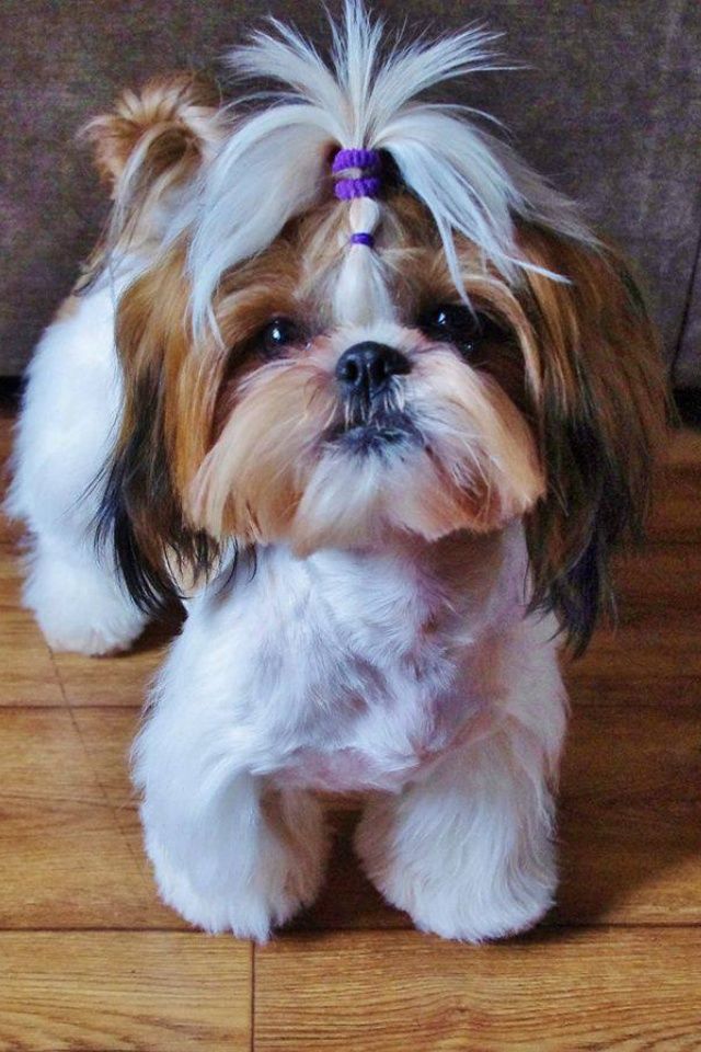 when does a shih tzu puppy become a 16 best shih tzu hair cuts images on shih tzus shih tzu puppy and puppies when does a shih tzu puppy become a 16 best shih tzu hair cuts images on shih tzus shih tzu puppy and puppies