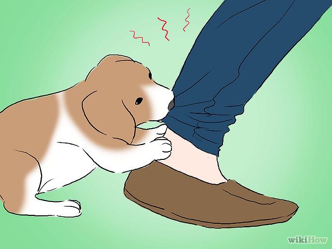best way to stop puppy biting best 25 puppy biting ideas on stop puppy biting a puppy and best way to stop puppy biting best 25 puppy biting ideas on stop puppy biting a puppy and