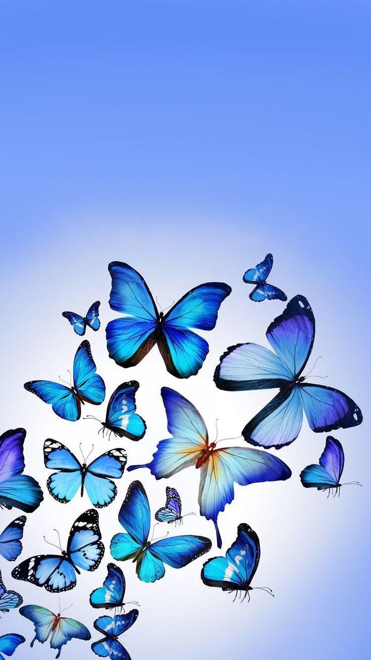 Iphone and android wallpapers: blue butterfly wallpaper for | Butterfly