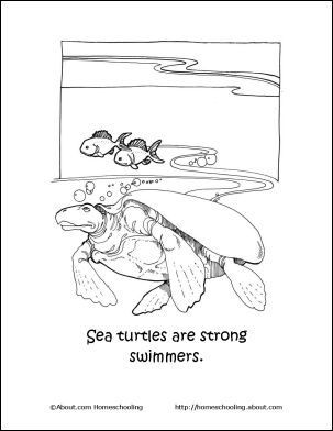 learn about sea turtles with this free printable set word searchsea turtleslanguage artscoloring pagesteaching ideashomeschool - Language Arts Coloring Pages learn about sea turtles with this free printable set word searchsea turtleslanguage artscoloring pagesteaching ideashomeschool - Language Arts Coloring Pages