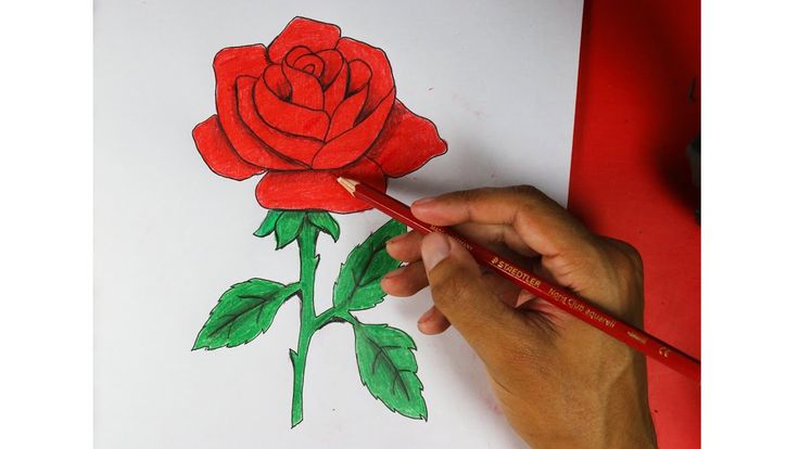 Easy way to draw a beautiful red rose