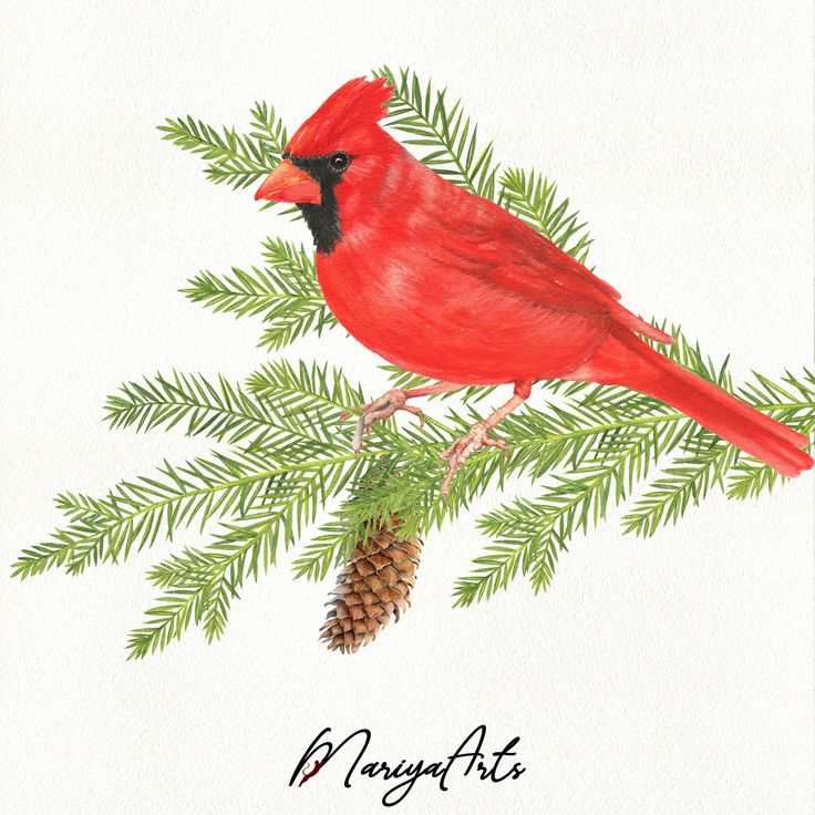 Northern Cardinal, Watercolor Clipart, Winter Birds