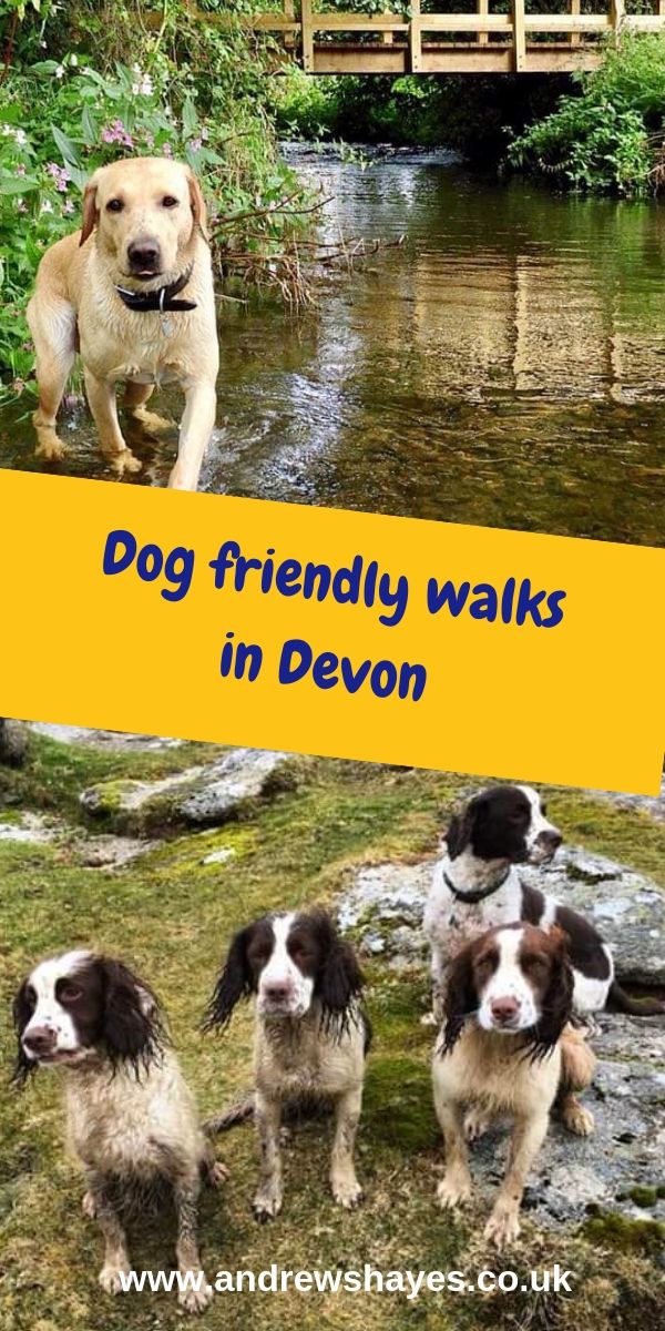 You Are Spoilt For Choice Exploring In Devon With Your Dog Lovely