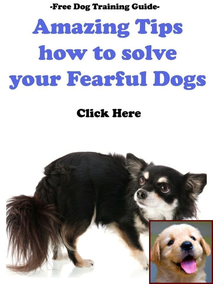 Learning To Train A Disobedient Dog Dog Training Dog Behavior Dogs