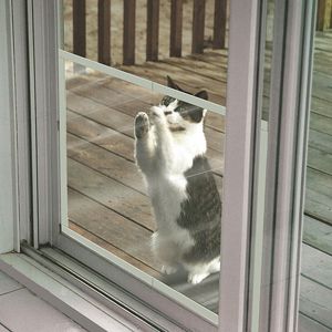 Can A Dogs Claws Scratch Glass Can A Dogs Claws Scratch Glass