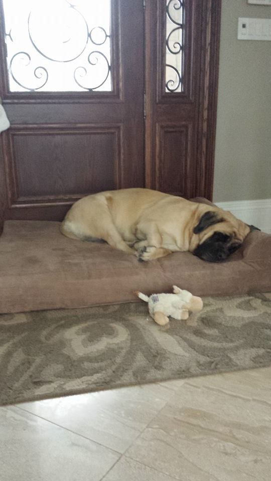Best Dog Beds For English Mastiffs Best Dog Beds For English Mastiffs