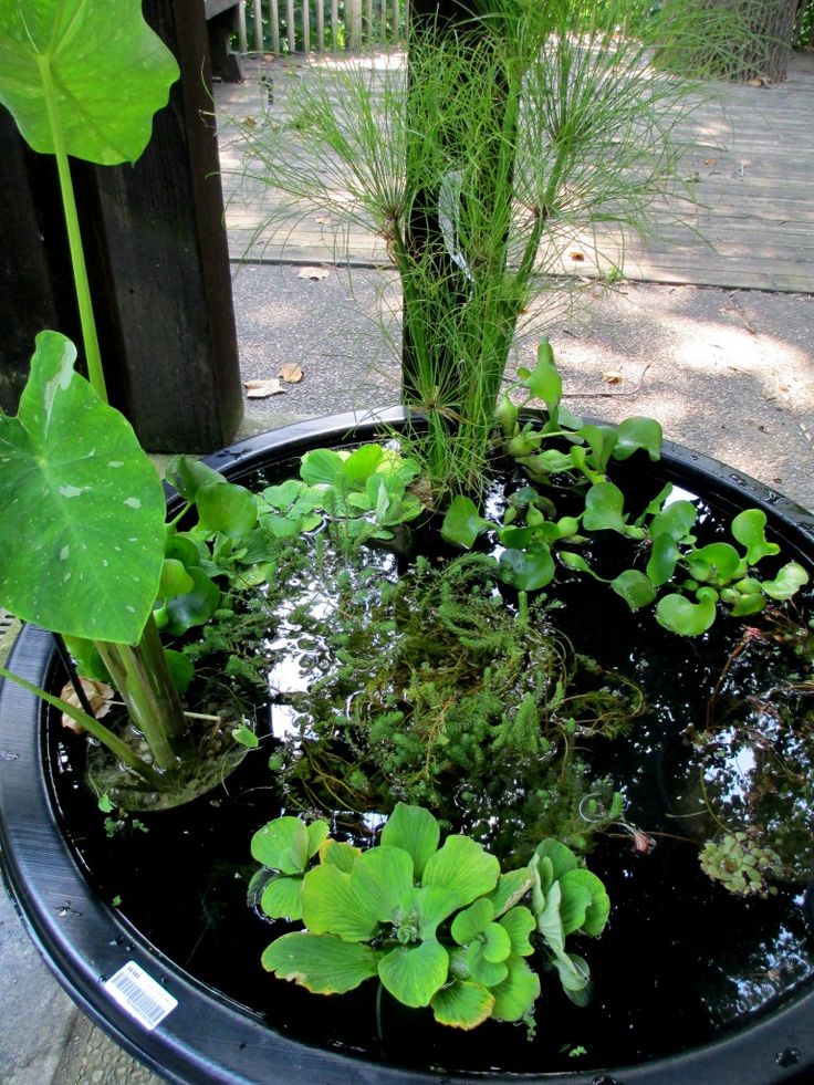 58 best Water gardens images on Pinterest Container Water Garden