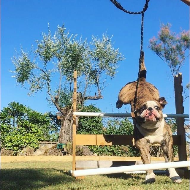 I Wasn T Made To Be A Horse Englishbulldog Bulldog