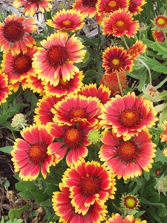 ✔️11++ Perennial flowers native to oregon - information Popular 7 9f13d72119e642285fafc9b8d177d229 drought tolerant garden ideas