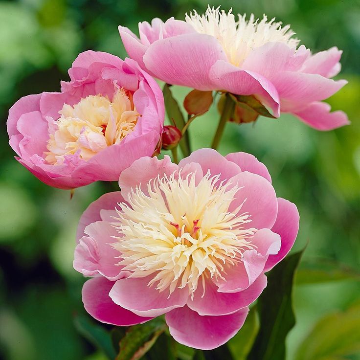Пион Anemoneflora (Анемонефлора) Кинг Сад - Питомник плодовых и кустарников в Мо