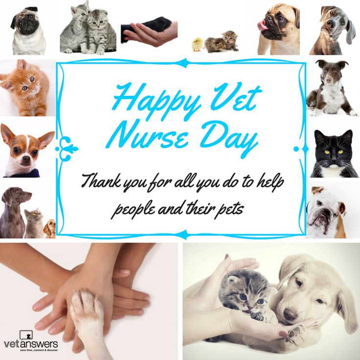 204 best Gorgeous Animals \ their Stuff images on Pinterest - animal care worker sample resume 204 best Gorgeous Animals \ their Stuff images on Pinterest - animal care worker sample resume