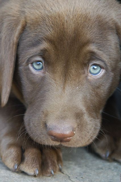 #weimaraner #gilbert #joseph #flickr #puppy #puppy #weimaraner #gilbert #joseph #flickr #puppy #puppy