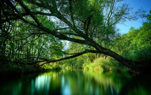 Wallpaper Of Trees For Phone In 21 Nature Wallpaper Hd Nature Wallpapers Tree Top Wallpaper Wallpaper Of Trees For Phone In 21 Nature Wallpaper Hd Nature Wallpapers Tree Top Wallpaper