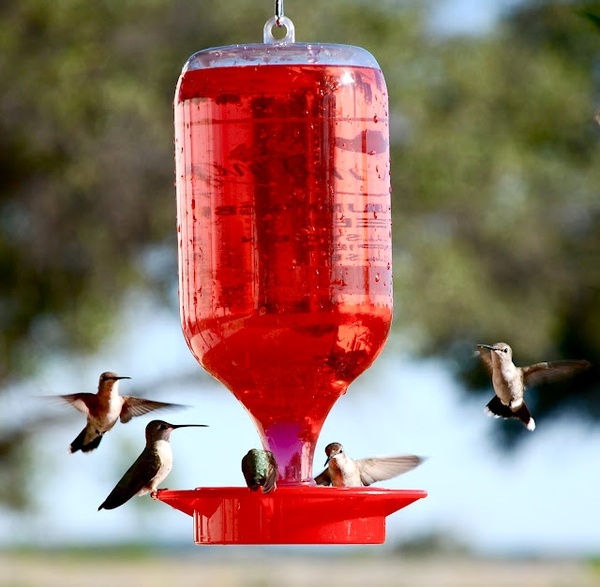 141 best bird activities images on pinterest 141 best bird activities images on pinterest