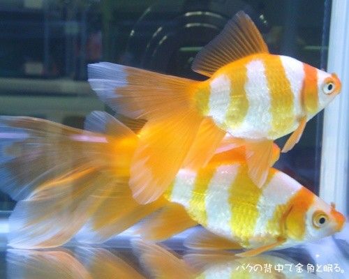 Goldfish technique dating