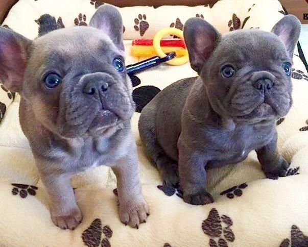 Bulldogpuppies Bulldog Puppies French Bulldog Puppies French