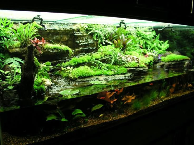 435 Best Terrarium GOALS Images On Pinterest Reptile Enclosure Gradual change in land height from the water's edge - natural, not so abrupt · Turtle TanksVivariumAquascapingAquariumsFish ... - 435 Best Terrarium GOALS Images On Pinterest Reptile Enclosure