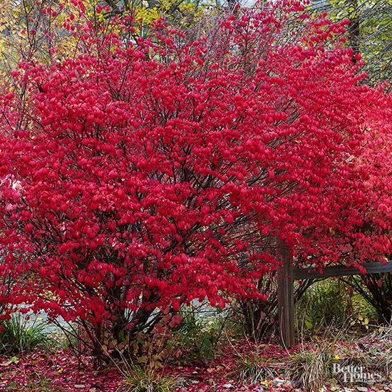 Shrubs For Shade New Home Landscape Exterior Pinterest Shrubs For Shade New Home Landscape Exterior Pinterest Garden And