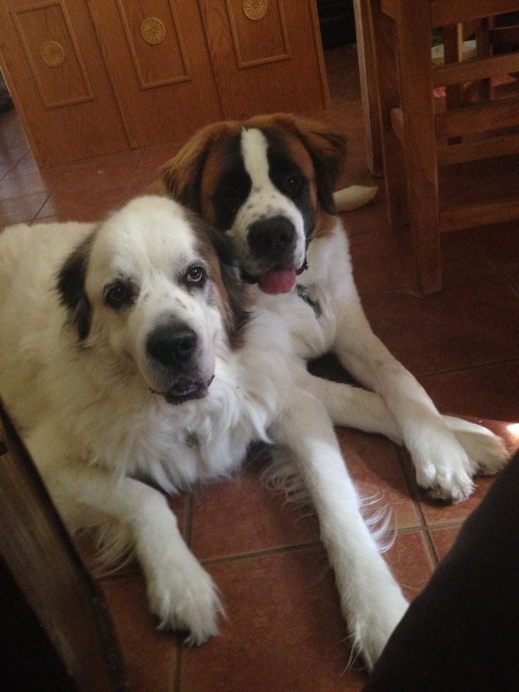 Saint Bernard Great Pyrenees mix with Saint Bernard puppy. Cooper