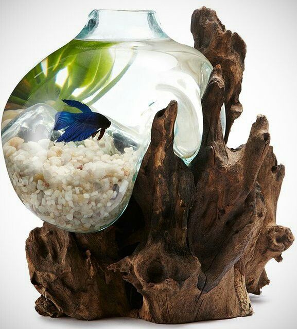 25+ best betta fish bowl ideas on pinterest | vase fish tank 25+ best betta fish bowl ideas on pinterest | vase fish tank
