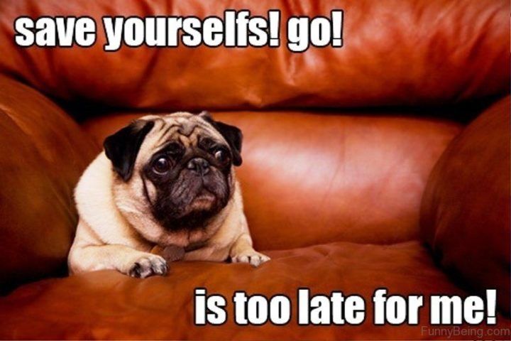 101 Lovable Pug Memes That Are Too Puggin Cute Pugs Funny Meme