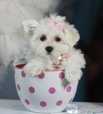 maltese puppies for sale in dallas best 25 teacup maltese for sale ideas on maltese puppies for sale maltese puppies for sale in dallas best 25 teacup maltese for sale ideas on maltese puppies for sale