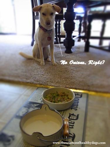 are onions for dogs 19 best color images on colours electron microscope are onions for dogs 19 best color images on colours electron microscope