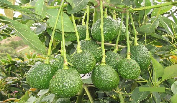 Cadena Productiva De Aguacate En Colombia Aguacate Aguacate Cultivar Colombia