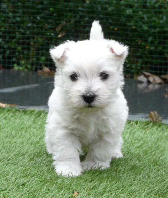 Dogs For Sale Highlands Dogs For Sale Highlands