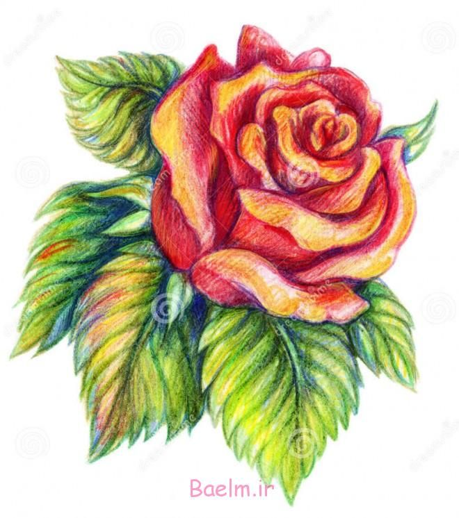 نقاشی گل رز برای طراحی نقاشی گل رز برای طراحی