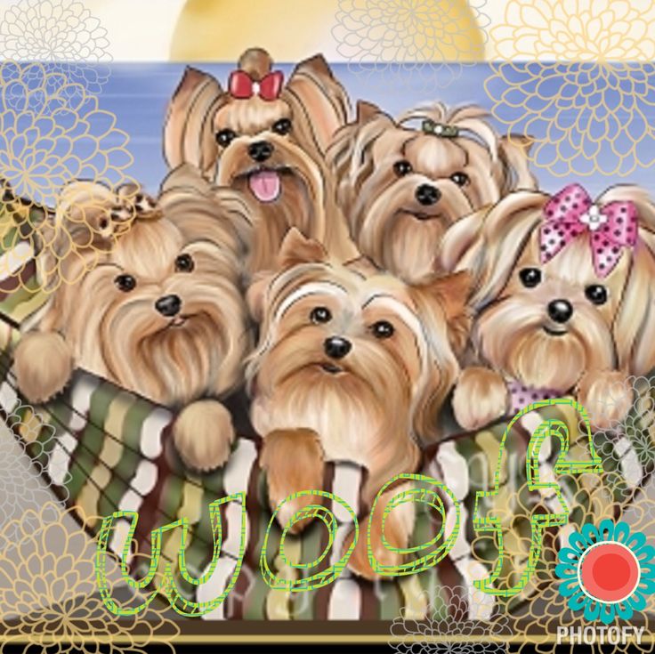 Pin By Patricia Chambliss On Pets Yorkshire Terrier Puppies pin-by-patricia-chambliss-on-pets-yorkshire-terrier-puppies