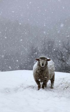 épinglé par sur white winter hymnal pinterest white christmas hymnal