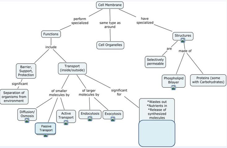 ap biology essay cell transport