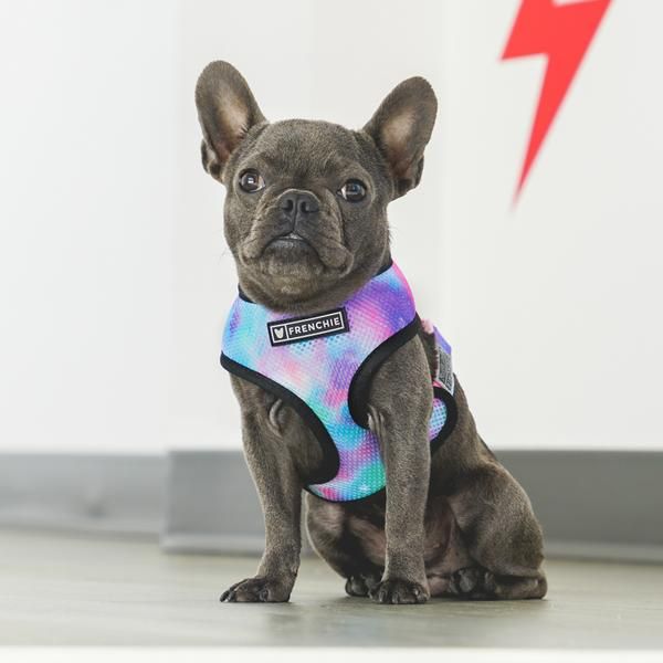 Frenchie Duo Reversible Harness Magical Unicorn Shop French