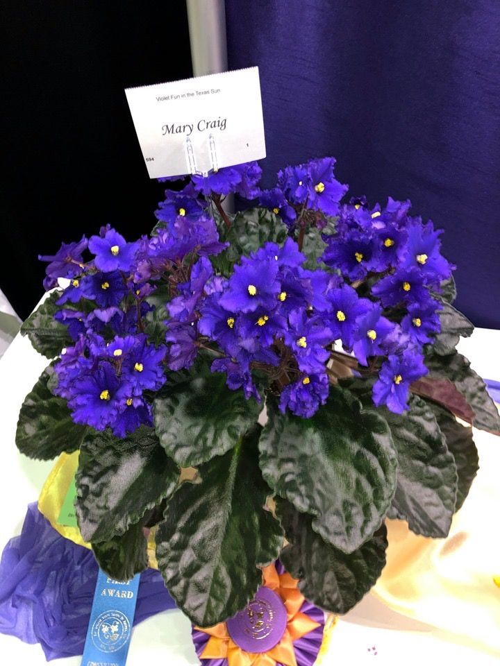 Pretty vintage African violet "Mary Craig" in 2020 | African violets