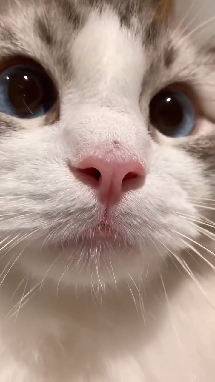 Cute Cat | Cute animals, Funny cute cats, Funny animal videos