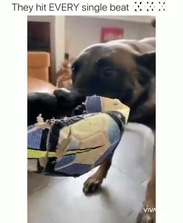 animals listening to music meme animals listening to music meme