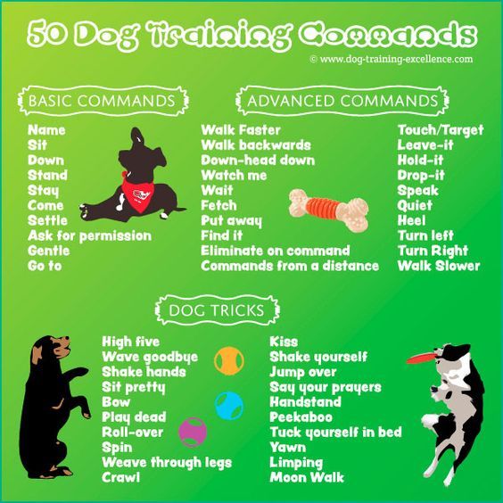 Service Dog Training Programs Near Me Service Dog Training Programs Near Me