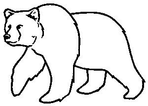 bear briefs bear