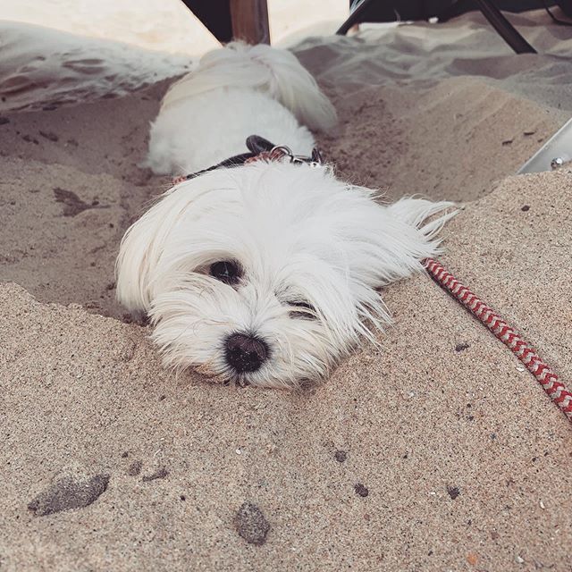 Merle Maltese Malteselove Maltese Dog Malteserofinstagram