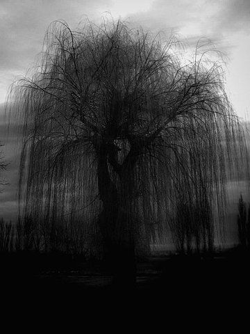 Image result for black and white weeping willow tree beautiful