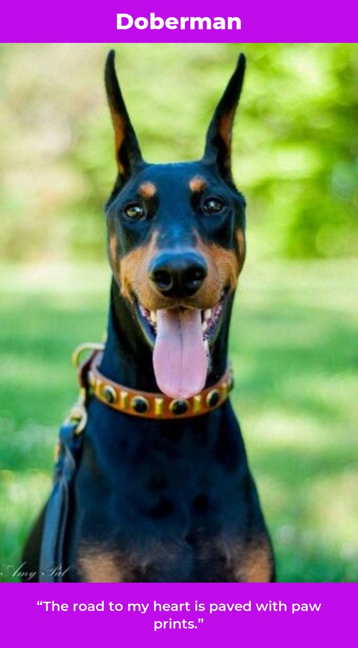 Dobermans Dobermanpuppies Dobermannlove Doberman Doberman