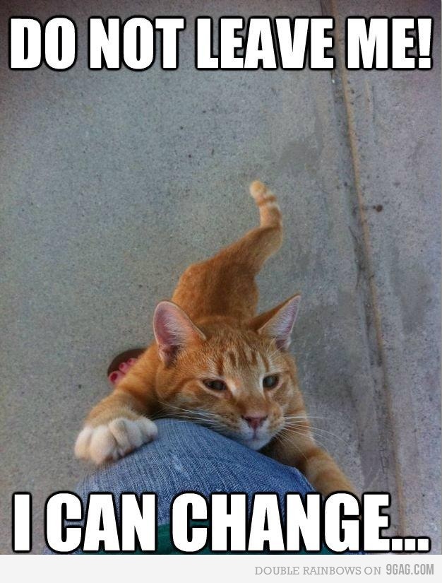 12 best cats are smarter than humans images on pinterest funny a04da979332b1d3078e344a51daabeaa funny cats funny animals 12 best cats are smarter than humans images on pinterest funny