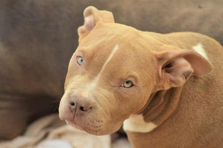 The 25+ best Blue staffy for sale ideas on Pinterest The 25+ best Blue staffy for sale ideas on Pinterest