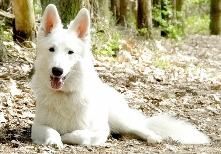 Weisser Schweizer Schaferhund Hunde Schweizer Schaferhund Schaferhunde