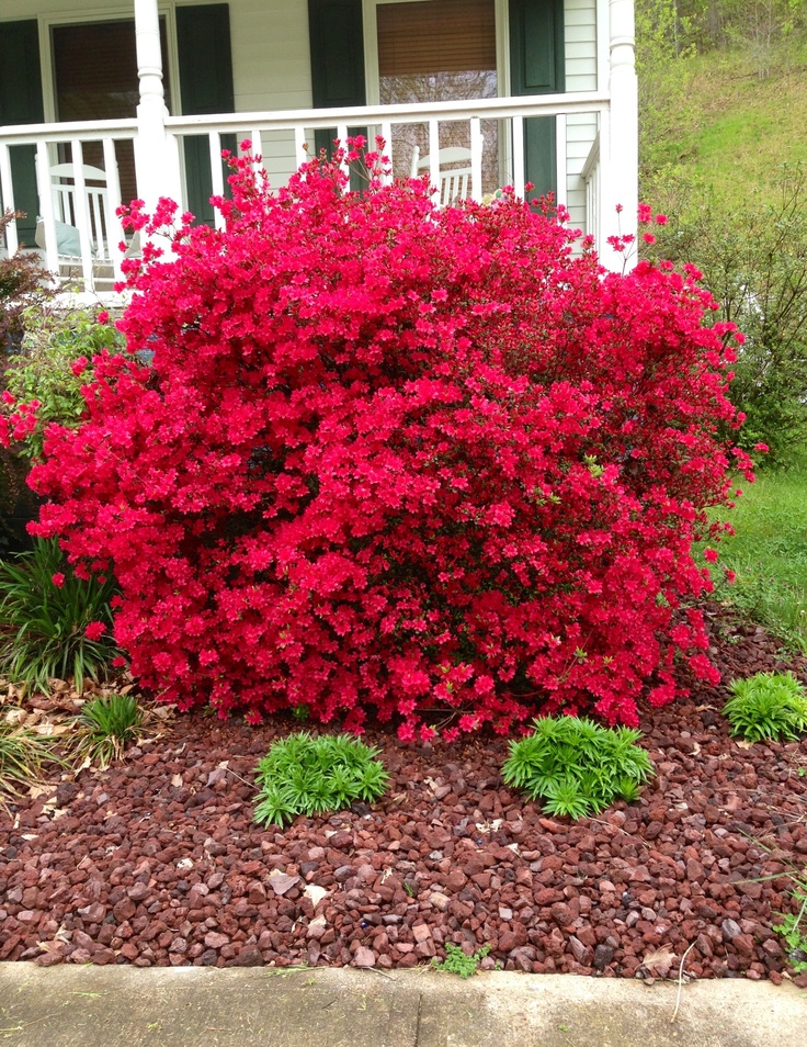 1219 Best Need To Make Do Images On Pinterest Gardening Flower Hot Pink Azalea Bush Blooming 4 5 2017