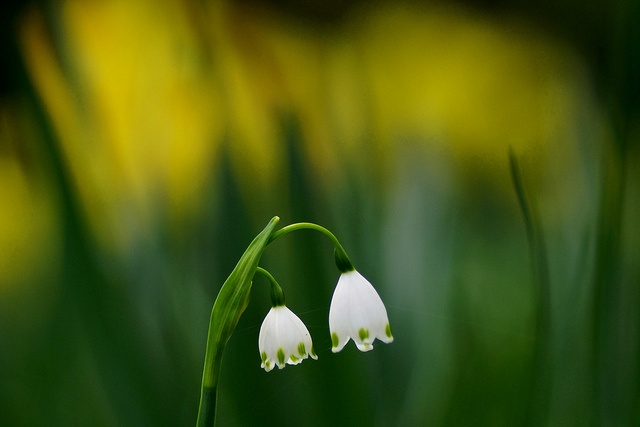 スノーフレーク 鈴蘭水仙 Leucojum Aestivum Flowers Bells Dandelion スノーフレーク 鈴蘭水仙 Leucojum Aestivum Flowers Bells Dandelion