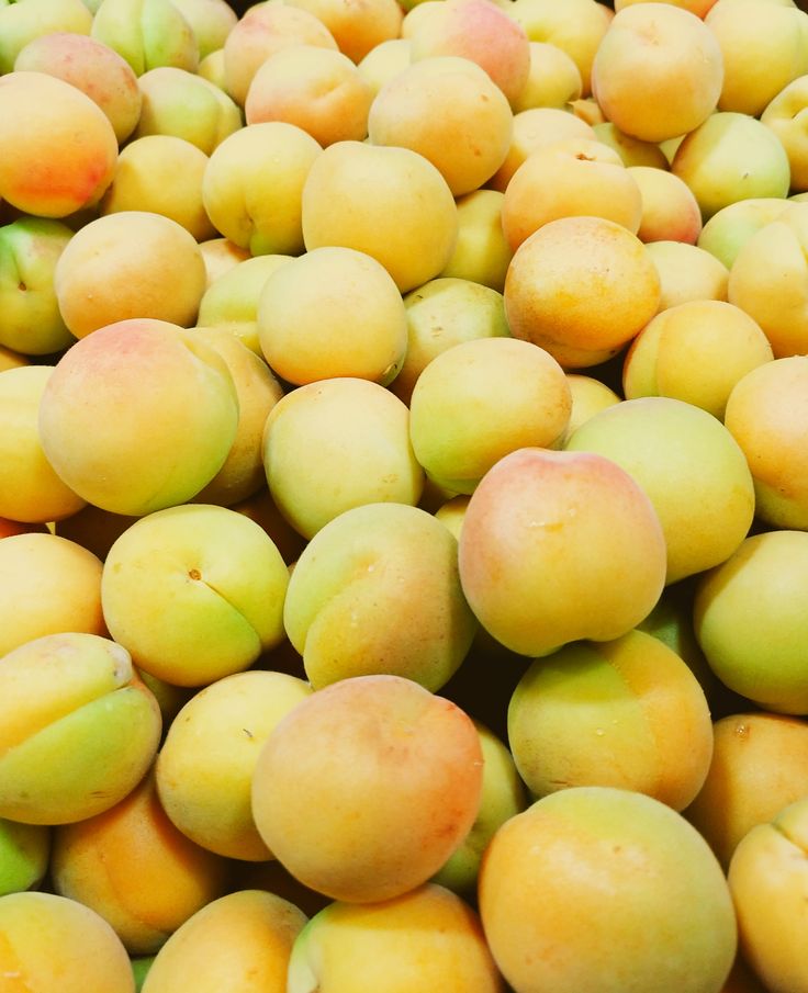 Apricot varieties