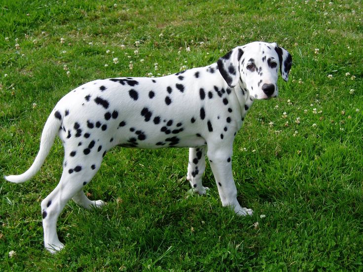 Dalmatien Est Une Race De Chiens Originaire De Croatie Race Apparentee Au Chien Courant Le Dalmatien Est De Taille Moyenne Muscle Ac Dalmatian Dogs Animals